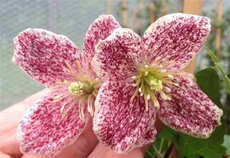 Check spelling or type a new query. Clematis Freckles - Taylors Clematis