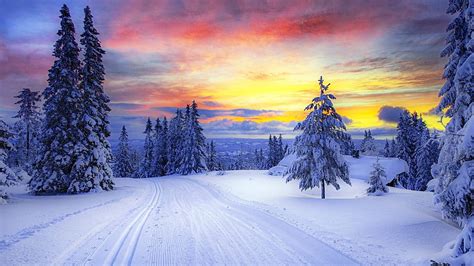 1366x768 Norway Winter Forest Snow Trees Tablet Laptop Backgrounds