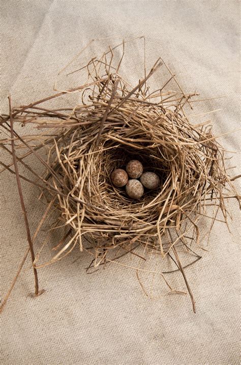 Pin By Lawren Williams On Lww Styling And Photography Bird Nest