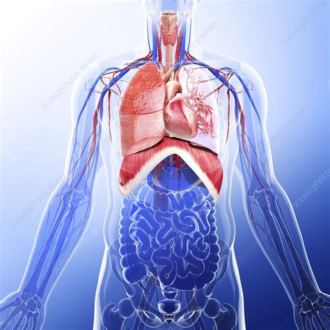 Human Respiratory System Artwork Stock Image F0087844 Science