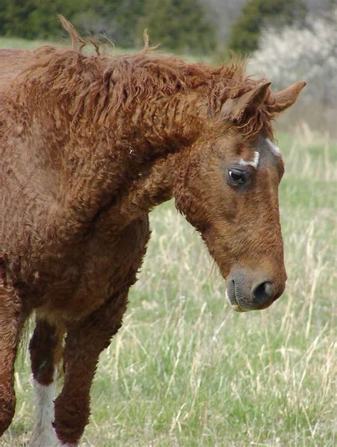 6 Interesting Facts About The Bashkir Curly Horse