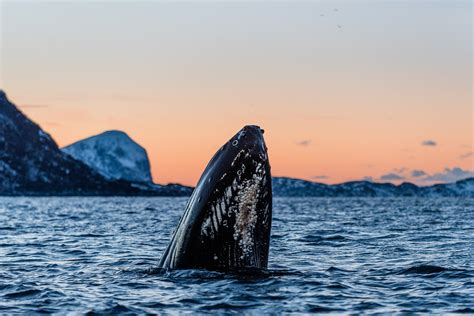 Best Time For Whale Safari In Norway 2024 Best Season Roveme