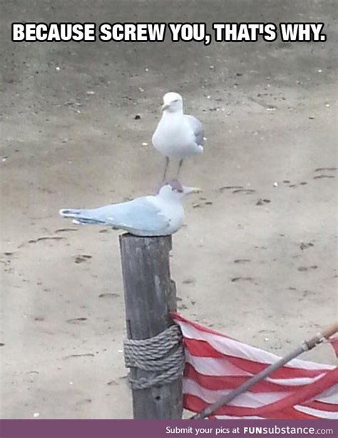 Seagull Meets Seagull Funny Animal Pictures Funny Photos Funny