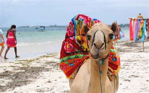 The Ultimate Guide To An African Beach Safari Ujuzi African Travel