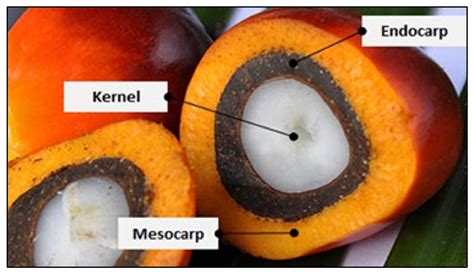 Oil Palm Fruit Structure