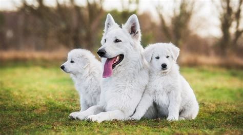 White Dog Breeds 31 Big And Small Pups With Short Or Fluffy Coats