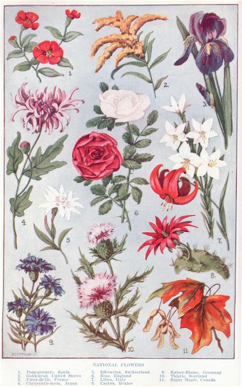 Images released under cc0 1.0 universal public domain dedication. National Fowers page 1052-1053 | This color illustration ...