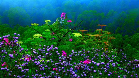 Spring Flowers In Misty Forest Hd Wallpaper Background Image