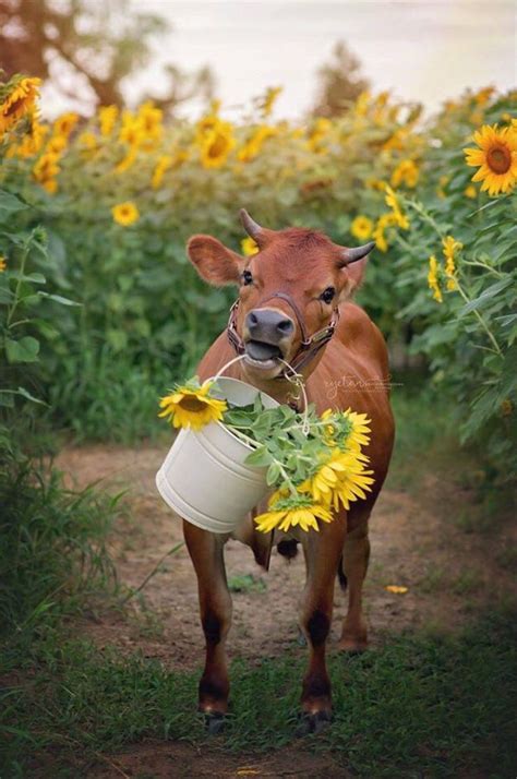 Cow Lock Screen Wallpaper Yellow Flowers Good Morning Animals Good