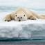Just A Little Closer Polar Bear On Ice Flow In The Arctic By Robert 