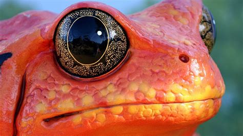 Wallpaper Animals Eyes Nature Red Frog Amphibian Orange Mouth