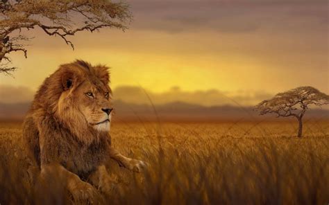 Free Download Lion African Savannah Uhd 4k Wallpaper Pixelz 3840x2160