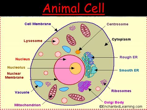 We did not find results for: PPT - Chapter 1 Cells: The Basic Units of Life PowerPoint ...