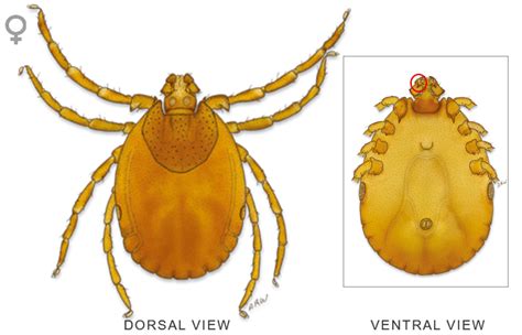 Tick Insect Png File Png Mart