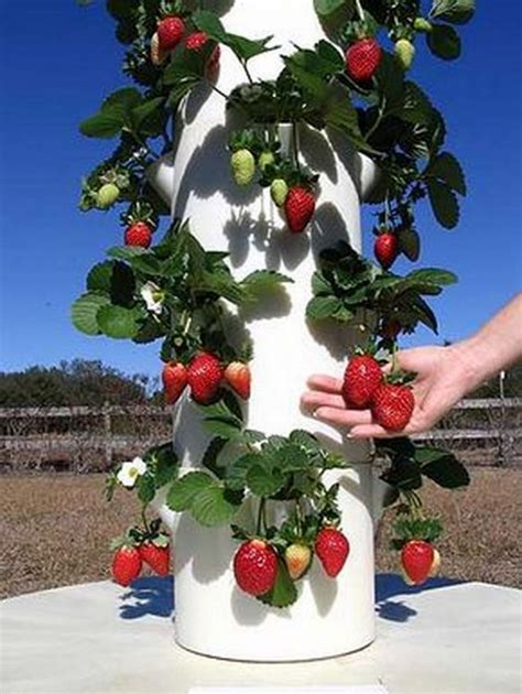 Hydroponic Strawberry Tower Diy Loralee Beaty