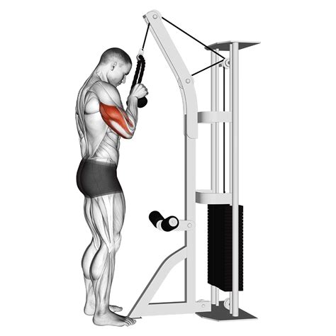 Lat Pulldown Machine Exercises Attachments And Alternatives Explained Inspire Us