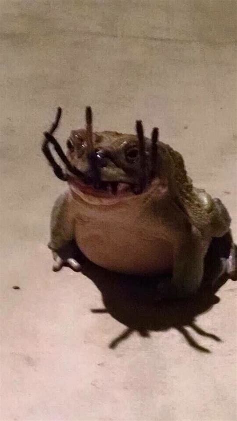 This Frog Bested A Spider 22 Pics That Prove Nature Is Scary Af Creepy