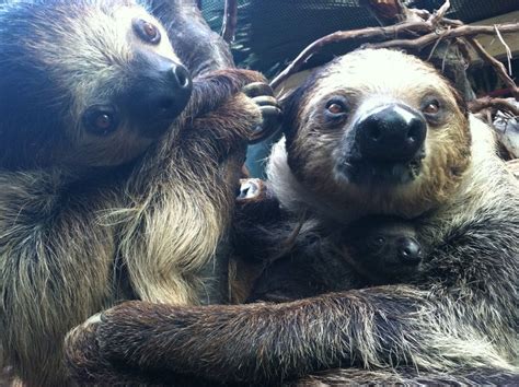 Two Toed Sloth Hangs Out With Mom At Franklin Park Zoo Zooborns