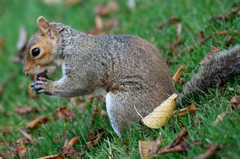 What Do Squirrels Eat Animal Sake