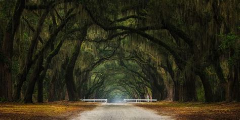 532207 Nature Landscape Fall Dirt Road Trees Grass Mist Tunnel Couple