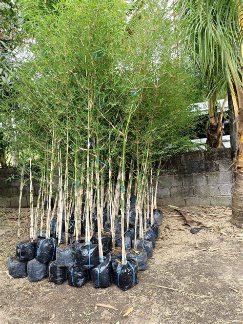 Pole Bamboo Plants For Sale Homes And Lands For Sale Philippines MLS