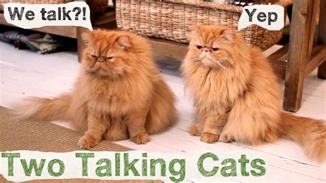 Two Talking Cats Conversation Cats 1 Youtube