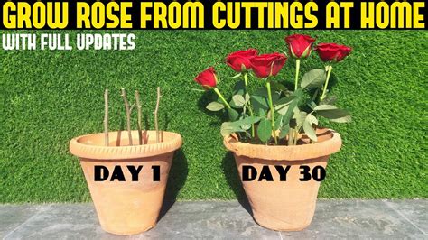 How To Grow Rose From Cutting Full Updates Youtube
