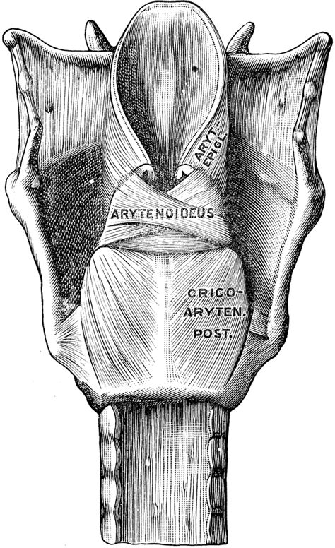 Back View Of The Muscles Of The Larynx Clipart Etc
