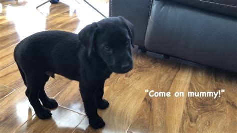 9 Weeks Old Labrador Puppy Learn To Leave It Youtube