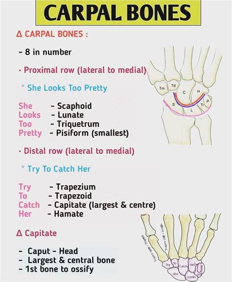Carpel Bones Mnemonics Medizzy