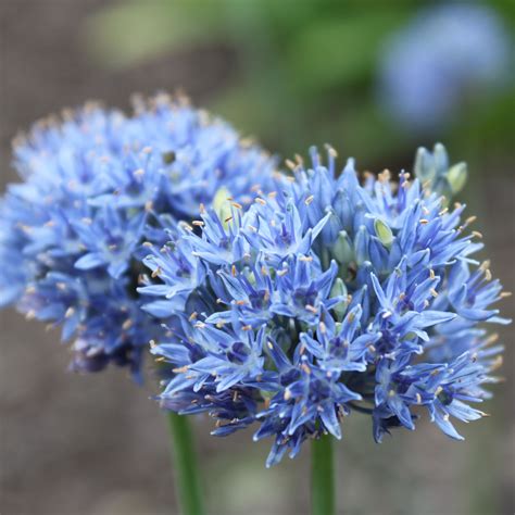 Allium Azureum Ou Caeruleum Ail D Ornement Fleurs Bleues En Boule