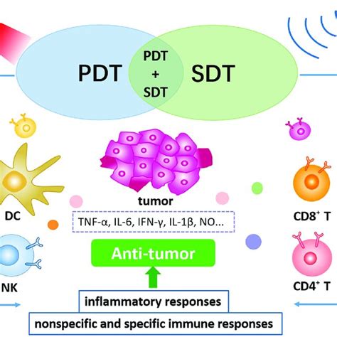 Summary Of Pdt Induced Antitumor Immune Responses Download