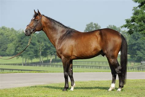 Dutch Warmblood Stallion Quidam Junior Irish Sport Horse Horses