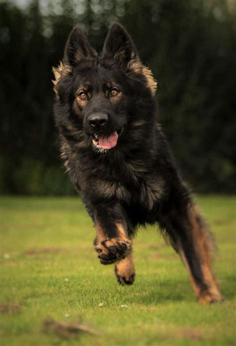 Black Sable Long Coat Gsd Favorite Dog Breeds Dogs German Shepherd