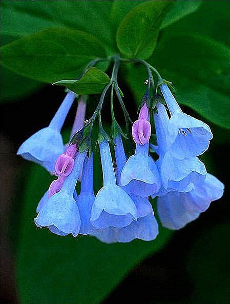 14 Native Virginia Flowers Kitchencabinetguys Virginia Bluebells