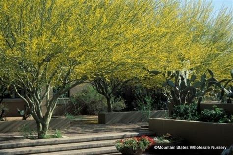 In 1938, at the enterprising age of 20, jim berridge jr. Parkinsonia praecox (Palo Brea, Sonoran Palo Verde ...