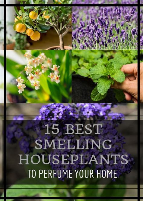 15 Best Smelling Houseplants To Perfume Your Home Plants Aromatic