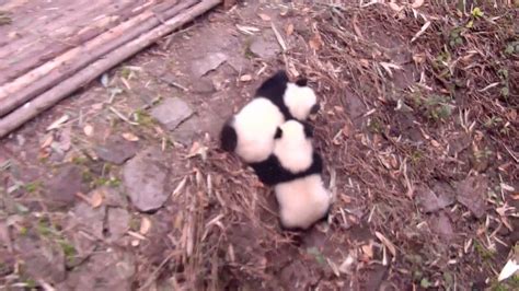 Two Panda Cubs Put On Entertaining Display Youtube