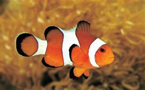 Clownfish and anemone fish are fish from the sub family amphiprioninae in the family pomacentridae. Clownfish Voice Changer Download 32 Bit - Clownfish Voice Changer : Clownfish's functionality ...