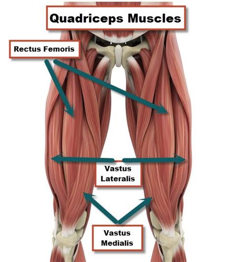 Quadriceps And Hamstrings Anatomy Leg Anatomy Muscle Anatomy Images