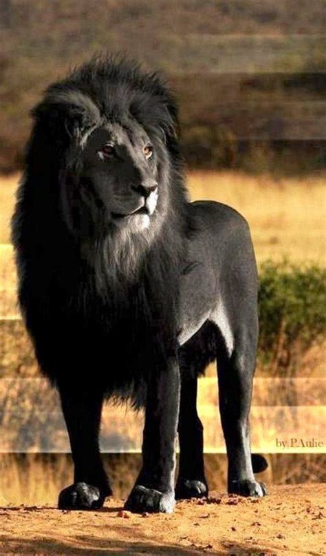 Black Lion Pure World Pinterest