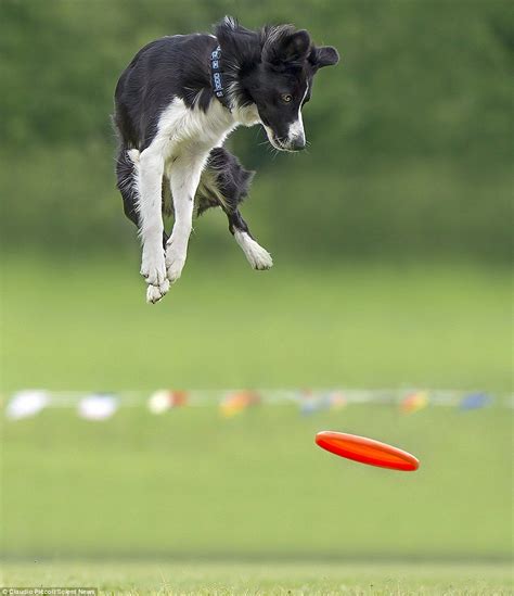 Incredible Photos Show Border Collies Jumping To Catch Owners Frisbee