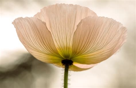 Free Images Blossom Flower Petal Yellow Flora Close Up Poppy