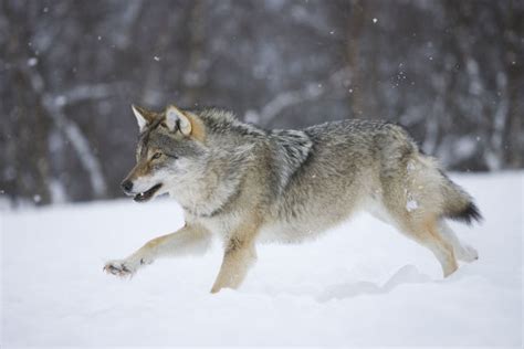 Rf European Grey Wolf Canis Lupus Running Through Snow In Birch