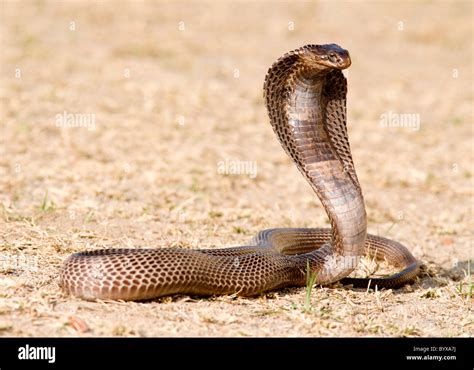 Egyptian Cobra Snake Naja Haje India Stock Photo Alamy