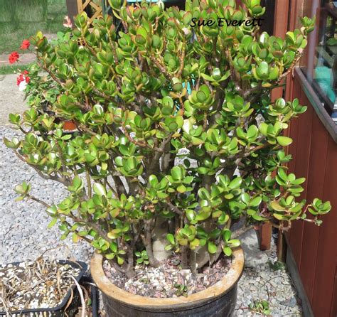 We did not find results for: Crassula ovata - Jade Plant, Money Tree for Mrs McG | Flickr