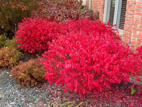 But that's not all you can get the spiraea genus is known for its flowering displays, and the blooms of the gold mound cultivar do. Dwarf-winged Burning Bush (Euonymus alatus 'Compactus ...