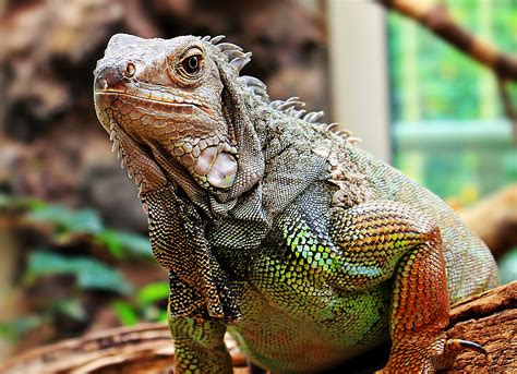 Free Images Zoo Tropical Scale Iguana Fauna Lizard Close Up