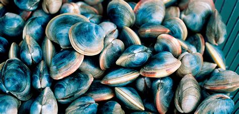Farmed Shellfish Is Not Immune To Climate Change Hakai Magazine