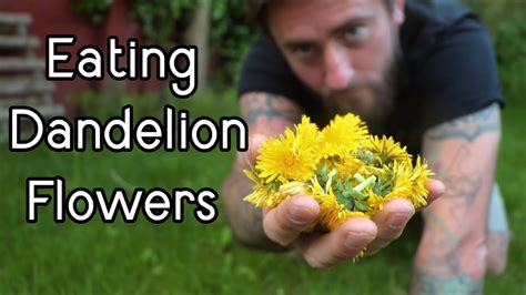 The Best Way To Eat Dandelion Flowers Bushcraft Cooking In The Woods